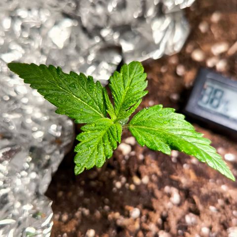 Gorilla Girl XL Auto growlog timeline photo