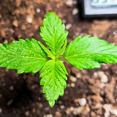 Gorilla Girl XL Auto growlog timeline photo
