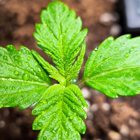 Gorilla Girl XL Auto growlog timeline photo