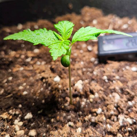 Gorilla Girl XL Auto growlog timeline photo