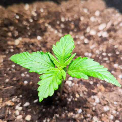 Gorilla Girl XL Auto growlog timeline photo