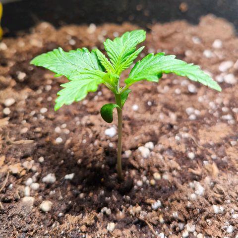 Gorilla Girl XL Auto growlog timeline photo