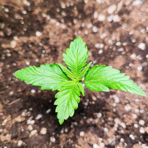 Gorilla Girl XL Auto growlog timeline photo