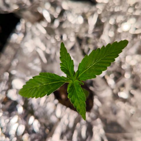 Sticky Beast Automatic growlog timeline photo