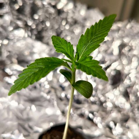 Sticky Beast Automatic growlog timeline photo