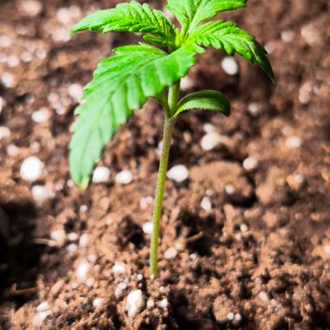 Sweet Cheese Auto growlog timeline photo