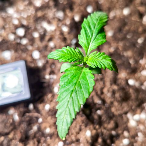 Sweet Cheese Auto growlog timeline photo