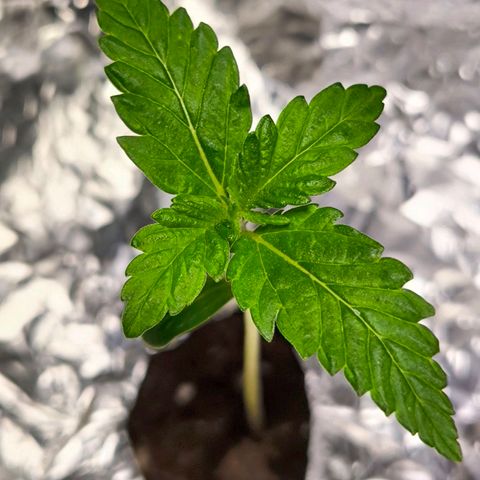 Sweet Cheese Auto growlog timeline photo