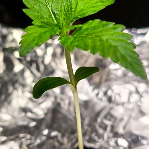 Sweet Cheese Auto growlog timeline photo