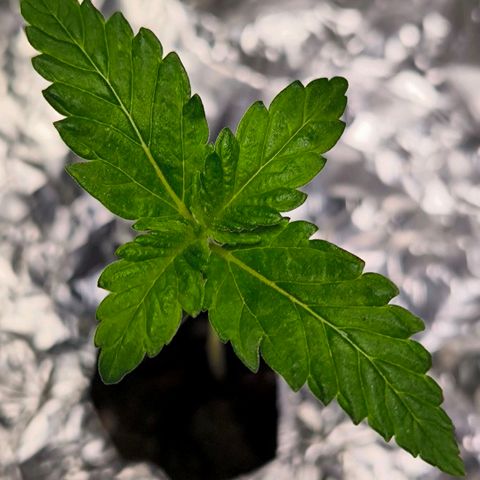 Sweet Cheese Auto growlog timeline photo