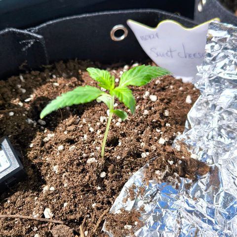 Sweet Cheese Auto growlog timeline photo