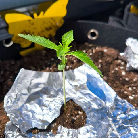 Sticky Beast Automatic growlog timeline photo
