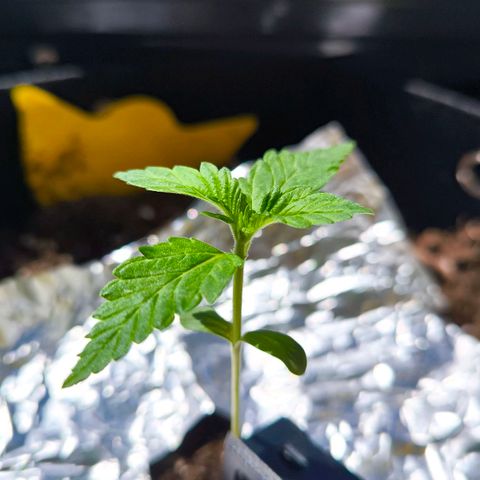 Sweet Cheese Auto growlog timeline photo