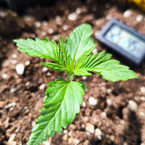 Gorilla Girl XL Auto growlog timeline photo