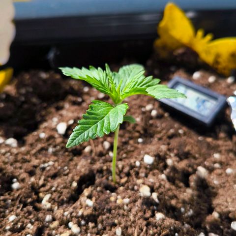 Gorilla Girl XL Auto growlog timeline photo