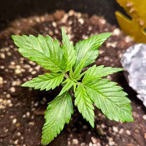 Gorilla Girl XL Auto growlog timeline photo