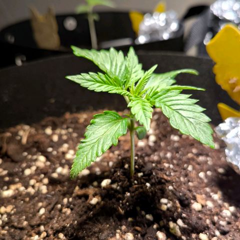 Gorilla Girl XL Auto growlog timeline photo