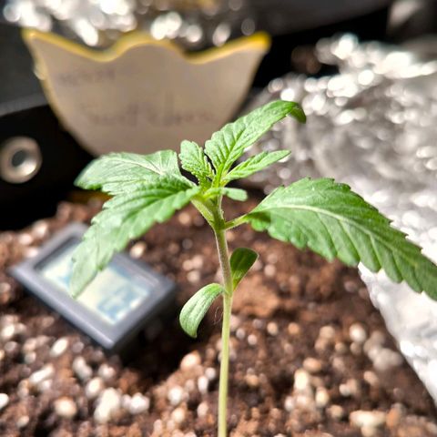 Sweet Cheese Auto growlog timeline photo