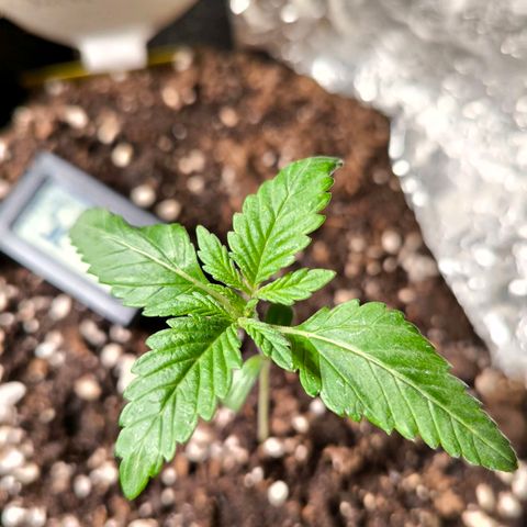 Sweet Cheese Auto growlog timeline photo