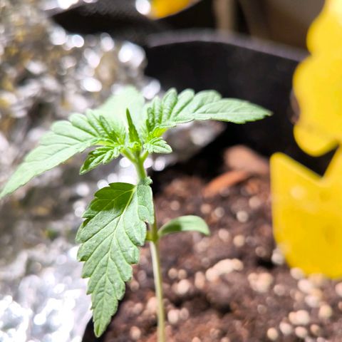 Sweet Cheese Auto growlog timeline photo