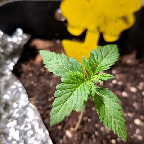 Sweet Cheese Auto growlog timeline photo