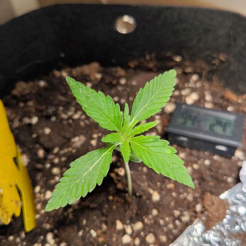Sticky Beast Automatic growlog timeline photo