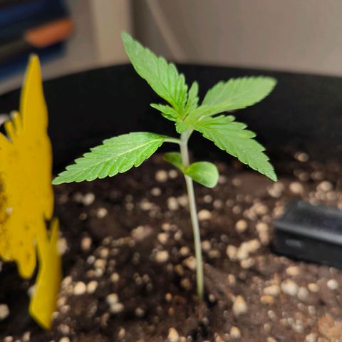 Sticky Beast Automatic growlog timeline photo