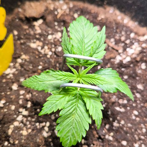 Gorilla Girl XL Auto growlog timeline photo