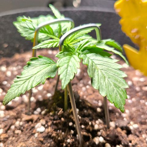 Gorilla Girl XL Auto growlog timeline photo
