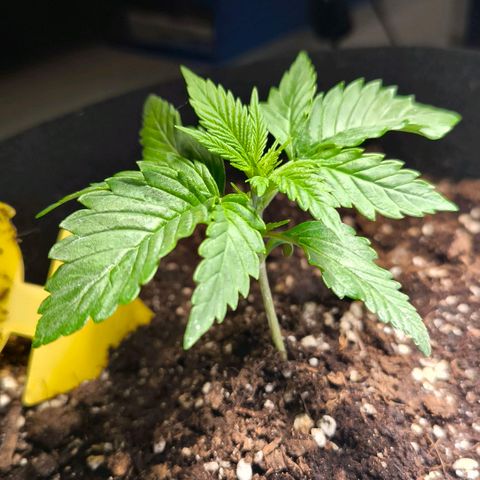 Gorilla Girl XL Auto growlog timeline photo