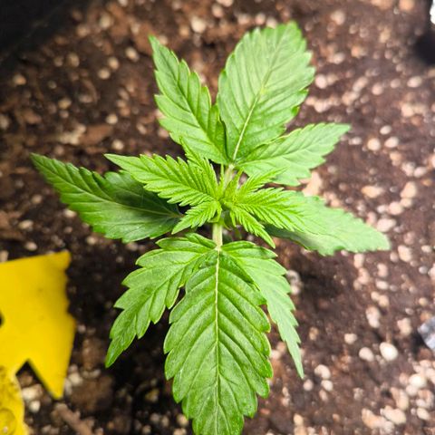 Gorilla Girl XL Auto growlog timeline photo