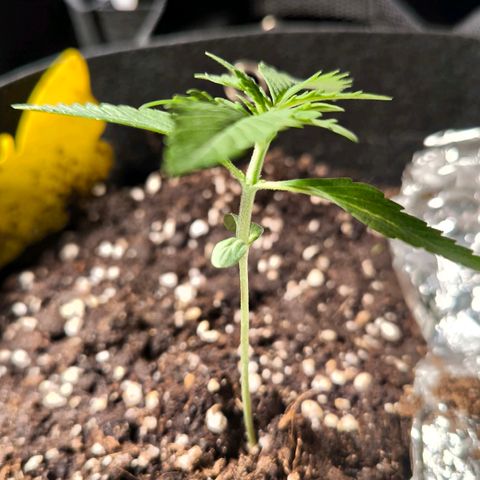Sticky Beast Automatic growlog timeline photo