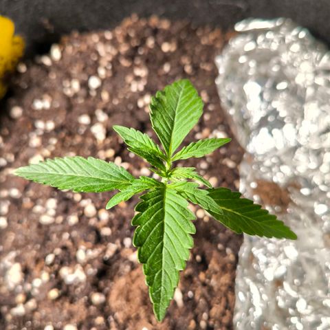 Sticky Beast Automatic growlog timeline photo