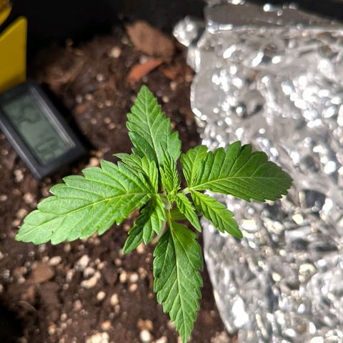 Sweet Cheese Auto growlog timeline photo