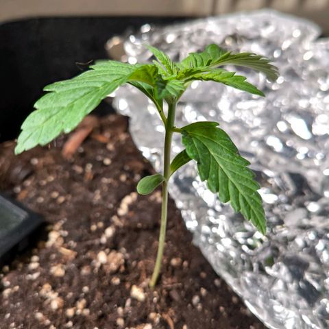 Sweet Cheese Auto growlog timeline photo
