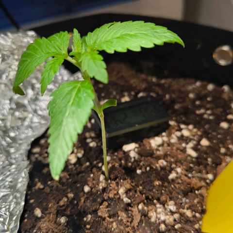 Sweet Cheese Auto growlog timeline photo