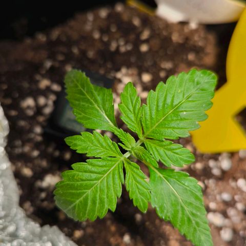 Sweet Cheese Auto growlog timeline photo
