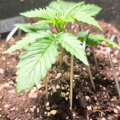 Gorilla Girl XL Auto growlog timeline photo