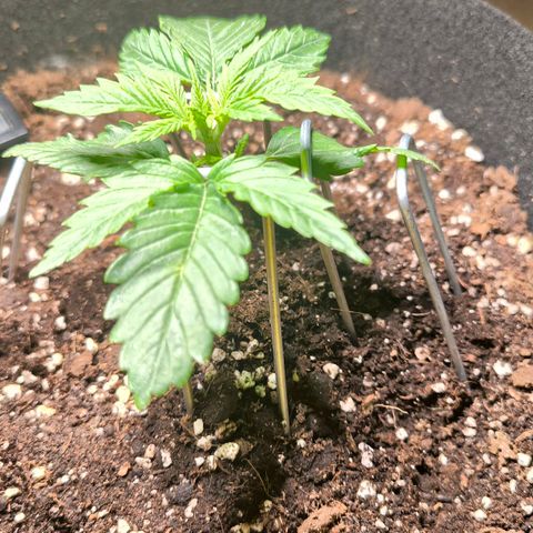 Gorilla Girl XL Auto growlog timeline photo