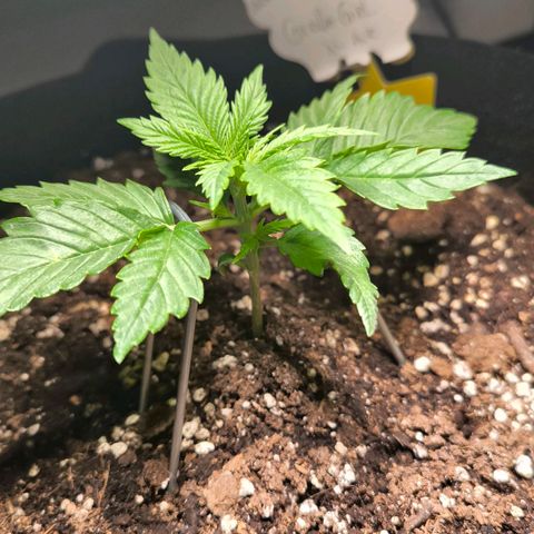 Gorilla Girl XL Auto growlog timeline photo