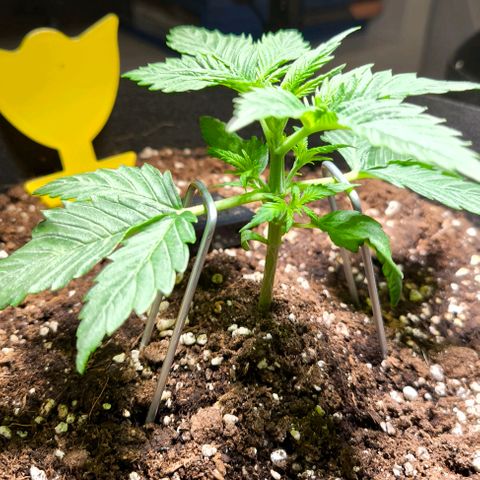 Gorilla Girl XL Auto growlog timeline photo