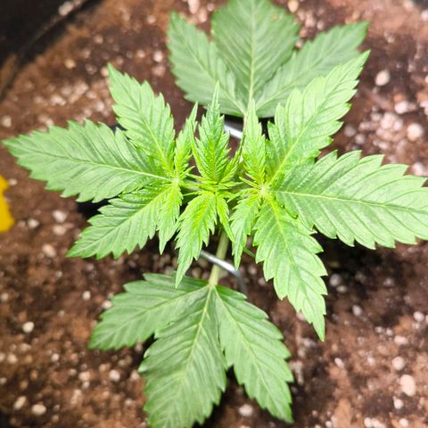 Gorilla Girl XL Auto growlog timeline photo