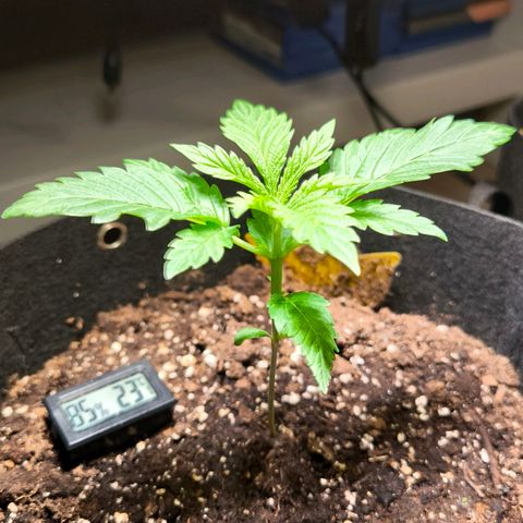 Sweet Cheese Auto growlog timeline photo