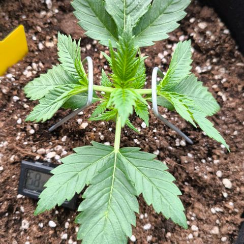 Gorilla Girl XL Auto growlog timeline photo