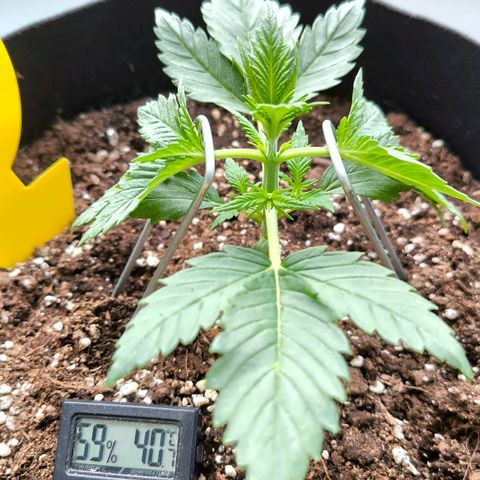 Gorilla Girl XL Auto growlog timeline photo