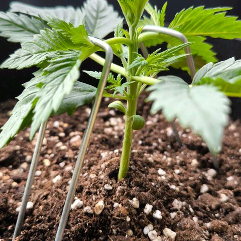 Gorilla Girl XL Auto growlog timeline photo