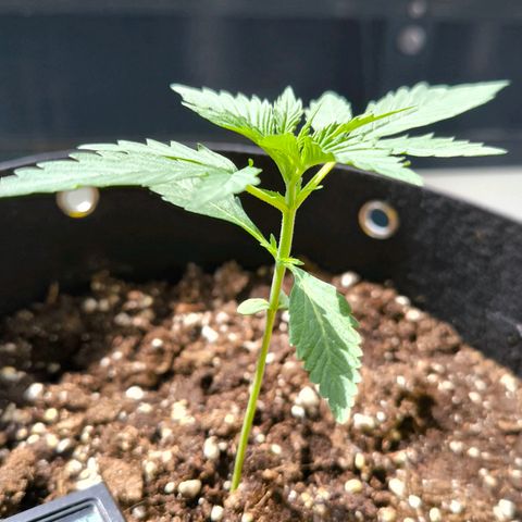 Sticky Beast Automatic growlog timeline photo