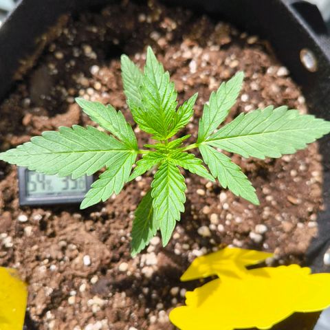 Sticky Beast Automatic growlog timeline photo