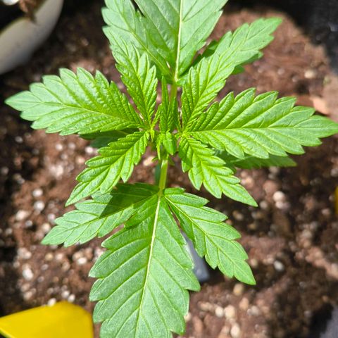 Sweet Cheese Auto growlog timeline photo