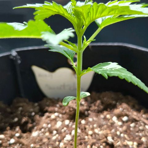 Sweet Cheese Auto growlog timeline photo